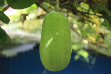 green leaf in the rain