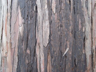 Obraz premium Close-up photo of the bark
