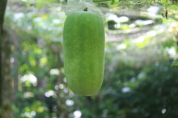 cucumber in the garden
