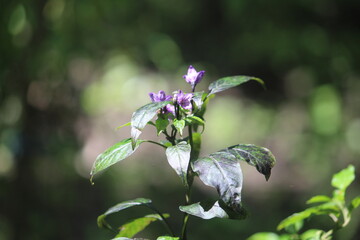 wild flowers in the garden
