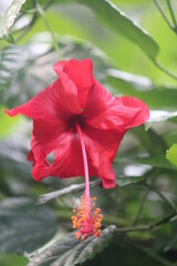 red hibiscus flower