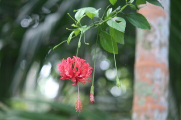 red flower in the rain