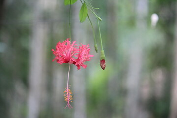 pink flowers in the garden