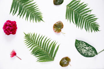 Fototapeta na wymiar Creative layout made of spring flowers and green leaves. Nature background. Season minimal pattern. Peony flower, begonia and dieffenbachia fern leaves on a white background. Flat lay.