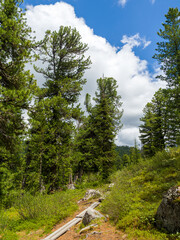 Obraz premium Cedars in the coniferous forest against a blue sky. Summer day in the taiga