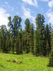 Fir and cedar in the coniferous forest. Sunny summer day. Taiga landscape