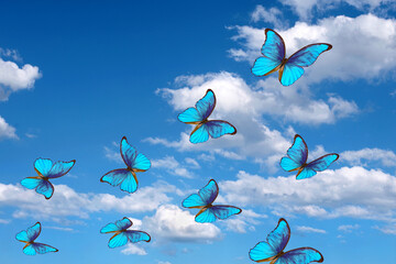 Fototapety  jasne motyle latające w błękitne niebo z chmurami. latające niebieskie motyle. kolorowe motyle morpho.