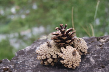 pine cones on the tree