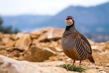 Red-legged partridge in the mountains standing on the background of rocks, stones and sky and looking at the camera.