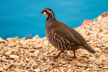 Red-legged partridge on the background of rocks of stones and the sea.