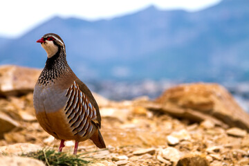 Red-legged partridge in the mountains standing on the background of rocks, stones and sky and...
