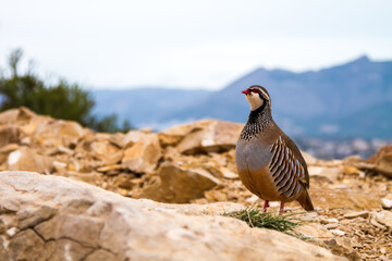 Red-legged partridge in the mountains standing on the background of rocks, stones and sky and looking at the camera.
