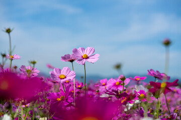 コスモス畑