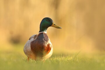 Fototapeta premium Male mallard on the ground. Wild duck. Wildlife scene from nature. Anas platyrhynchos