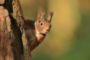 Red squirrel climbing an old tree and looking curiously straight into the camera. Wildlife in october forest. Sciurus vulgaris.