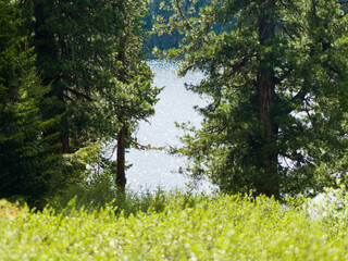 Forest lyrical landscape. Lake in the wild. Water glistens on a summer sunny day