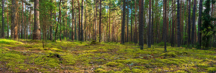 Trunks of pine trees in the forest lit by the sun. Natural background. Panoramic view.