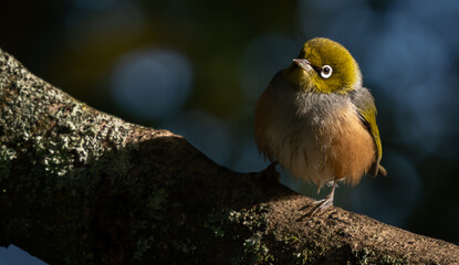 A cute waxeye bird also called silver eye, white eye and Tauhou, sitting on a branch in a New Zealand garden. 