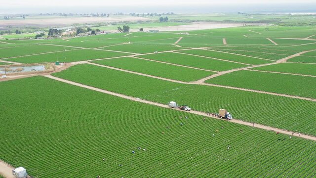 Aerial shot of harvesting and labour workers gathering strawberries at a green agriculture farm, USA. 4K drone view, food industry background. Beautiful fruit field, cinematic harvesting at summer