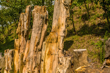 Samples of petrified wood