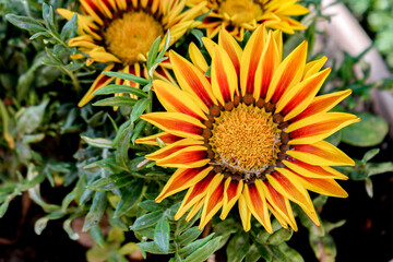 Obraz premium Vibrant sunflower plant with green leaves.