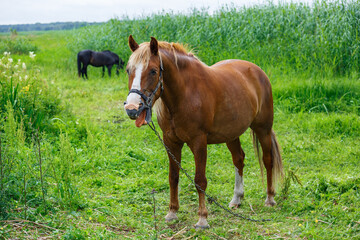 City Riga, Latvia. Brown horse and nature in air museum.