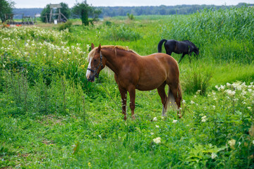 City Riga, Latvia. Brown horse and nature in air museum.