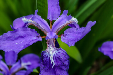 Closeup shot of beautiful purple flower with green leaves in background.