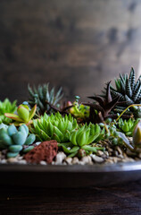 Fototapeta premium Perle Von Nurnberg plant in a gift composition