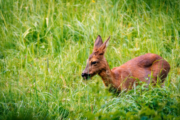 Red deer in the grass. Deer in the forest. Deer in the woods