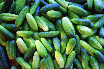 Green cucumbers on shelf in supermarket. Organic eating. Agriculture retailer. Farmer's food.