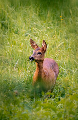 Red deer in the grass. Deer in the forest. Deer in the woods