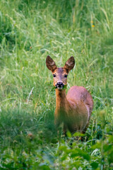 Red deer in the grass. Deer in the forest. Deer in the woods