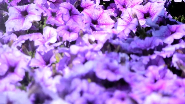 暑い日に水を撒かれてうれしそうなペチュニアの花たち