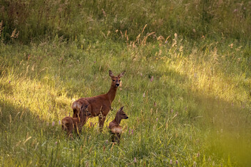 Deer in the grass. Deer in the field