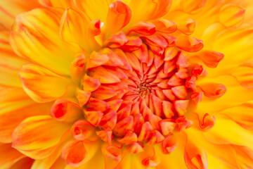 Dahlia flower