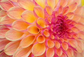 Dahlia flower
