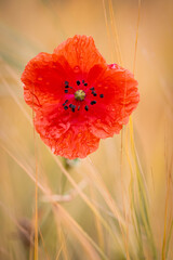 Red poppy in the field