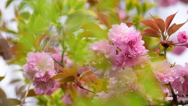美しく咲いて今が見ごろの八重桜