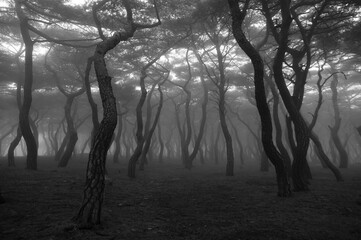 trees in the fog