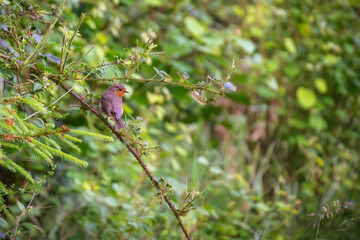 Fototapeta premium Bird on a wooden fence