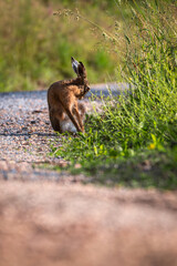 Hare in the grass. Rabbit in the field