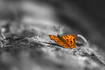 Butterfly on a flower. Butterfly on leaf