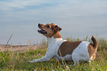 Portrait of a jack russell terrier on the lake. Close-up photographed.