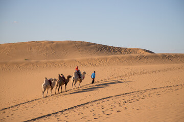 visitors riding camels in XiangshaWan, or Singing sand Bay, in hobq or kubuqi desert, Inner...