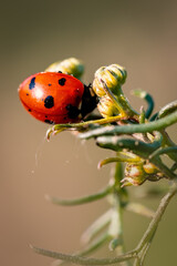 Ladybird on a yellow flower. Ladybird on a leaf