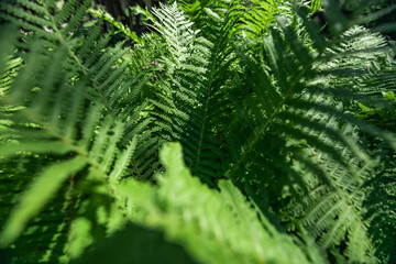 Fern in the forest as a background. Flower plants outdoors. Beautiful green color.