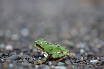 Small tree frog on the beach