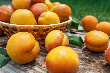 Apricots in a basket on wooden boards outdoors on a background of green grass, picnic time and family vacation. Fresh fruit concept.