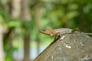 One lizard on a stone pillar